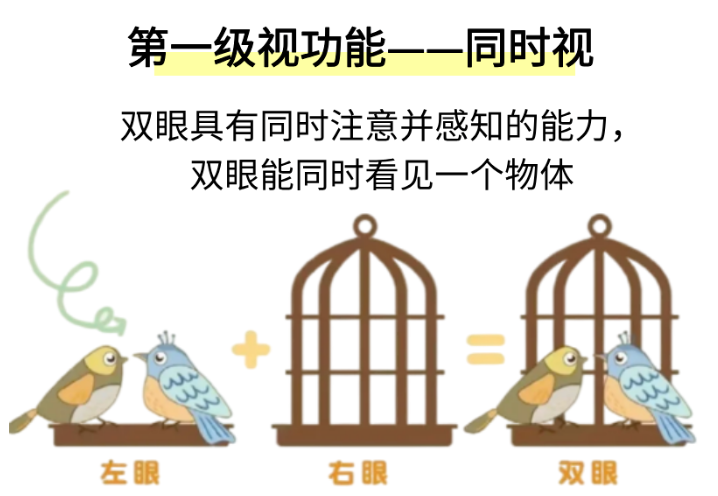 第一级视功能