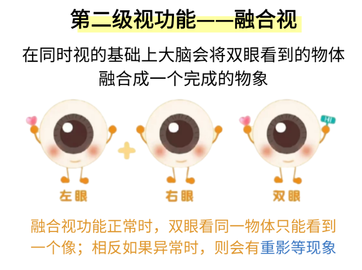 第二级视功能