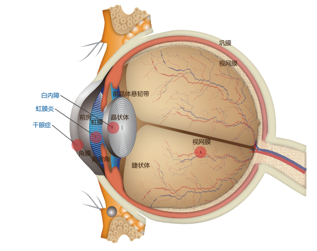 合肥华厦名人眼科 | 几种常见的眼底病，你都了解吗？